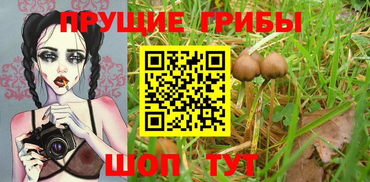 Псилоцибиновые грибы Psilocybe Пенза